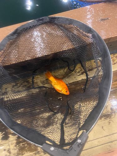 キンギョの釣果