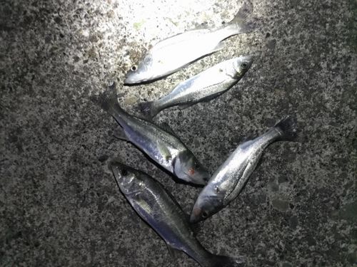 セイゴ（ヒラスズキ）の釣果