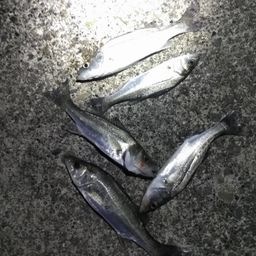 セイゴ（ヒラスズキ）