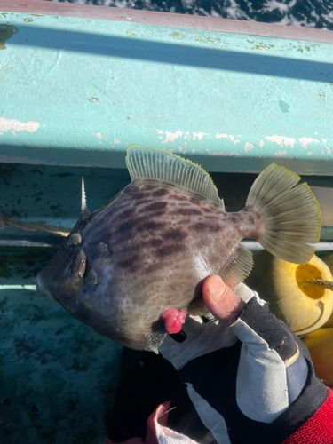 カワハギの釣果