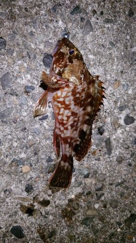 カサゴの釣果