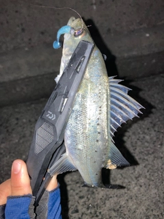 セイゴ（タイリクスズキ）の釣果