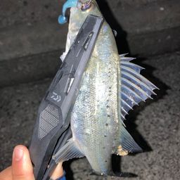 セイゴ（タイリクスズキ）