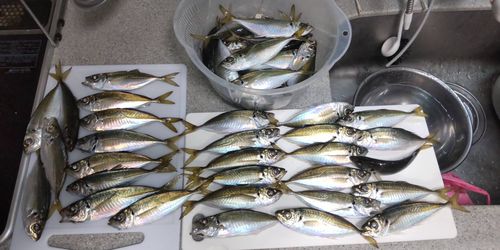 東京湾（アクアライン〜富津）