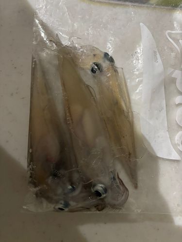 ヤリイカの釣果