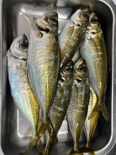 アジの釣果