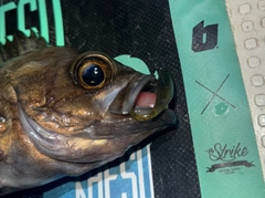 シロメバルの釣果