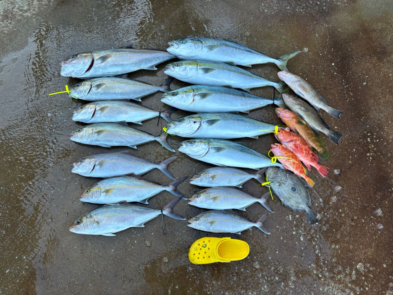 SHIMANO 17オシアジガー 2001NRHGの最安値・インプレ・釣果 | 本音の