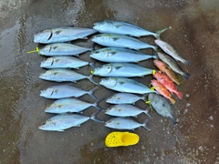 カンパチの釣果