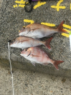 マダイの釣果