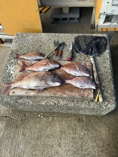 マダイの釣果