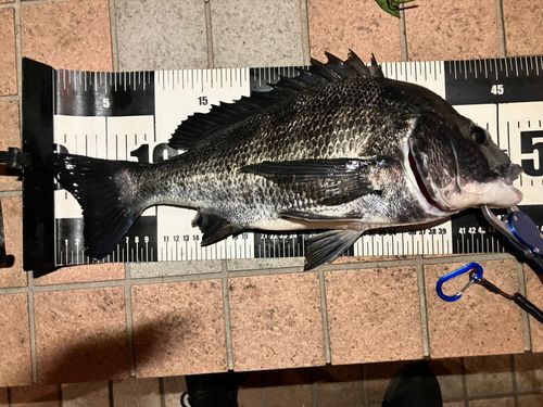 クロダイの釣果