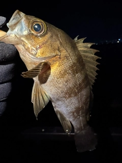 シロメバルの釣果