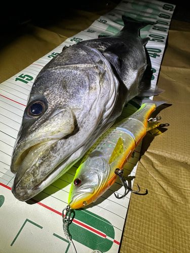 シーバスの釣果