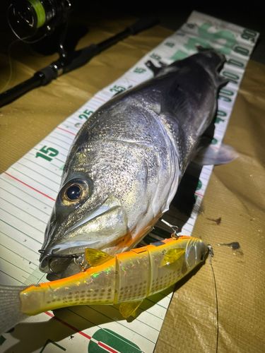 シーバスの釣果