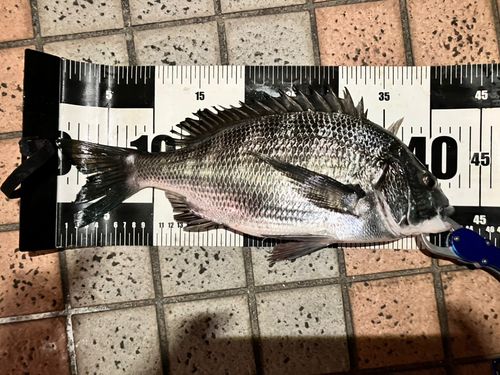 東京湾（アクアライン以北）