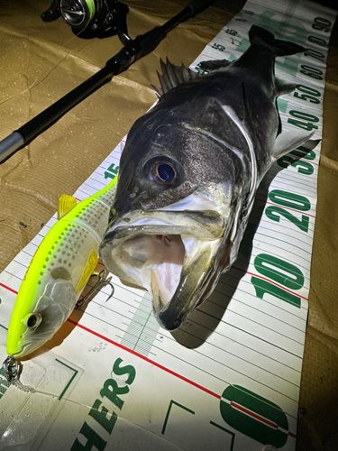 シーバスの釣果