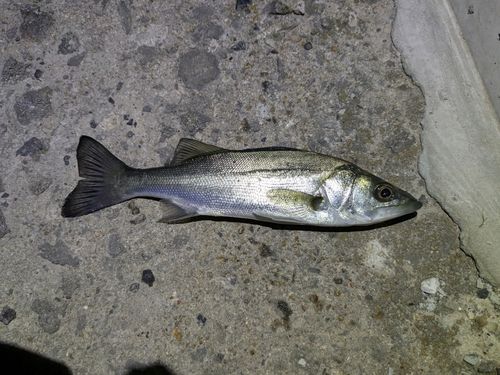 セイゴ（マルスズキ）の釣果