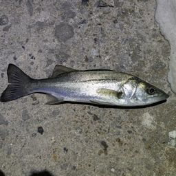 セイゴ（マルスズキ）