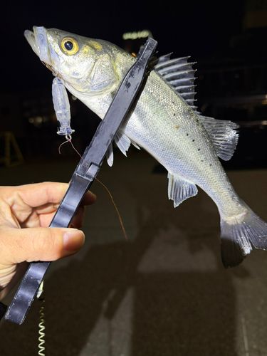 セイゴ（マルスズキ）の釣果