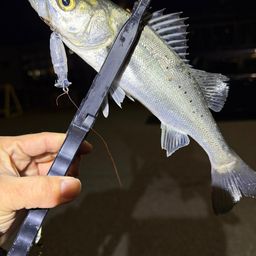 セイゴ（マルスズキ）