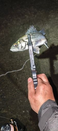 セイゴ（マルスズキ）の釣果