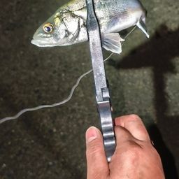 セイゴ（マルスズキ）