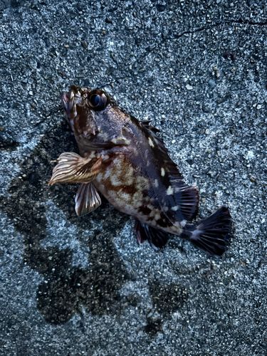 新舞子マリンパーク