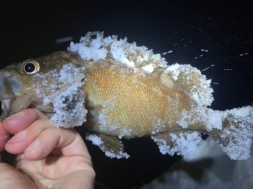 苫小牧東港一本防波堤