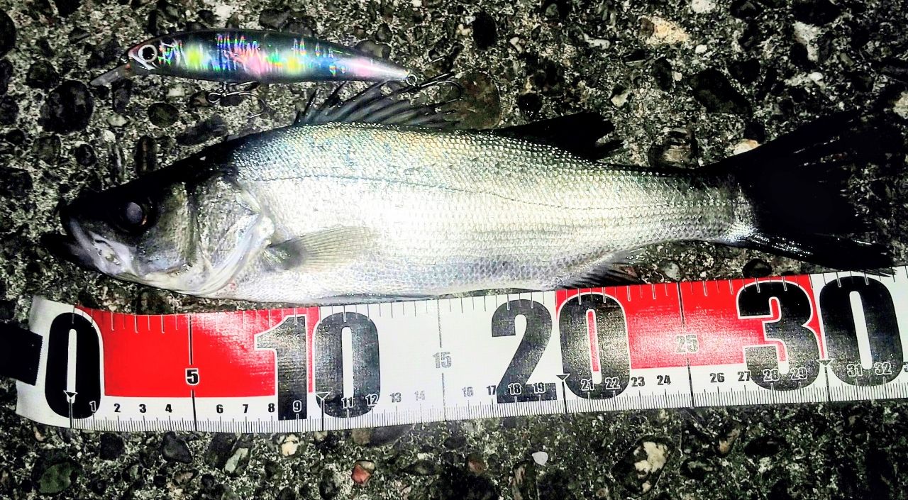 セイゴ（ヒラスズキ）