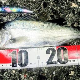 セイゴ（ヒラスズキ）