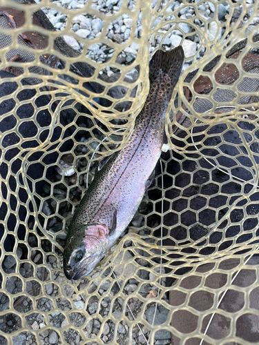 ニジマスの釣果