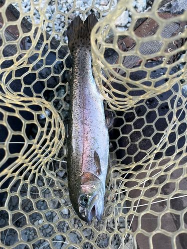 ニジマスの釣果