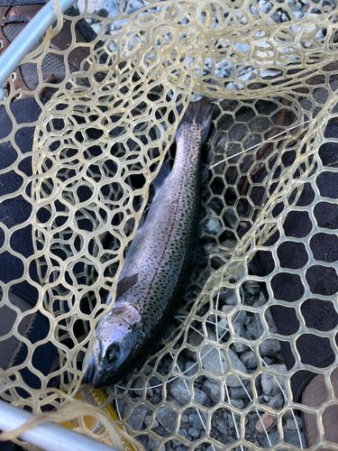 ニジマスの釣果