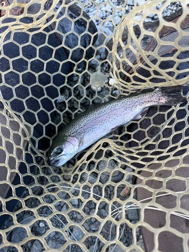 ニジマスの釣果