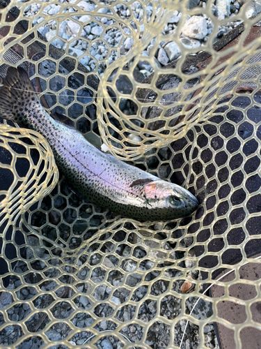 ニジマスの釣果