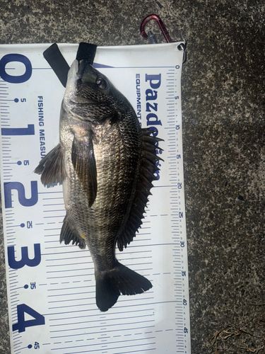 クロダイの釣果