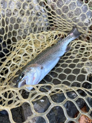 うらたんざわ渓流釣場