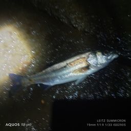 セイゴ（マルスズキ）