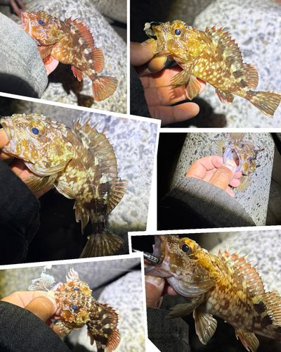 忠岡木材コンビナート