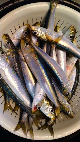 マイワシの釣果