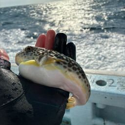 ショウサイフグ