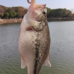 ラージマウスバス