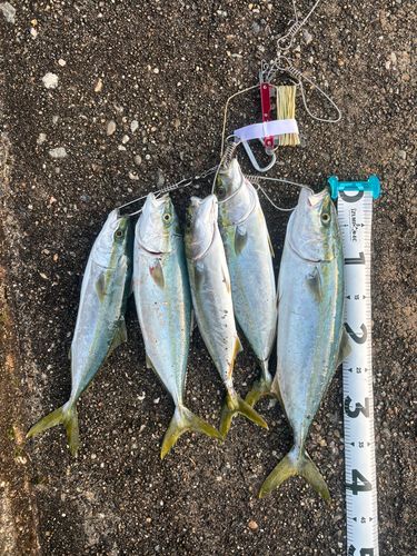 コズクラの釣果