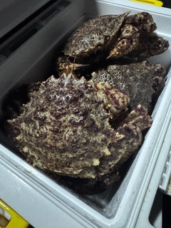 クリガニの釣果