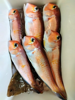 アカアマダイの釣果