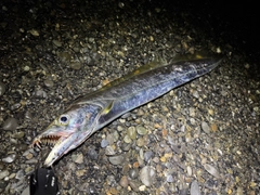 タチウオの釣果