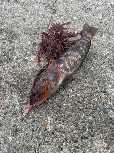 アイナメの釣果