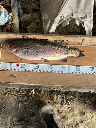 ニジマスの釣果