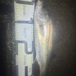 セイゴ（マルスズキ）